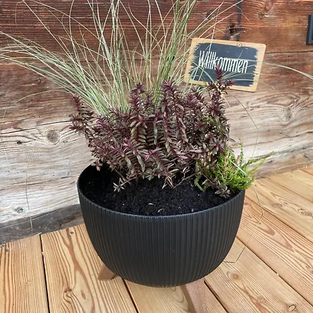 Im Gruenen アパート *